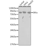 Western Blot - Anti-IKK alpha Antibody (A91358) - Antibodies.com