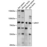 Western Blot - Anti-LINS1 Antibody (A91359) - Antibodies.com
