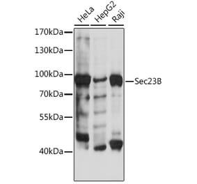Western Blot - Anti-SEC23B Antibody (A91360) - Antibodies.com