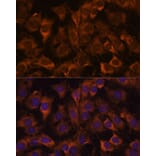 Immunofluorescence - Anti-SEC23B Antibody (A91360) - Antibodies.com