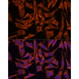 Immunofluorescence - Anti-SEC23B Antibody (A91360) - Antibodies.com