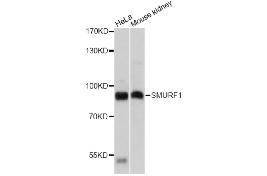 Western Blot - Anti-SMURF1 Antibody (A14676) - Antibodies.com