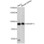 Western Blot - Anti-SMURF1 Antibody (A14676) - Antibodies.com