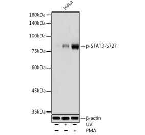 Western Blot - Anti-STAT3 (phospho Ser727) Antibody (A91363) - Antibodies.com