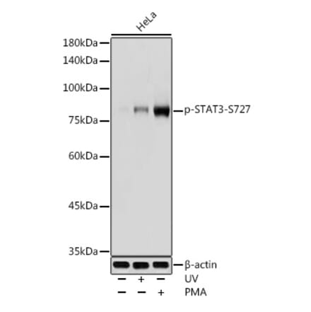 Western Blot - Anti-STAT3 (phospho Ser727) Antibody (A91363) - Antibodies.com