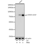 Western Blot - Anti-STAT3 (phospho Ser727) Antibody (A91363) - Antibodies.com