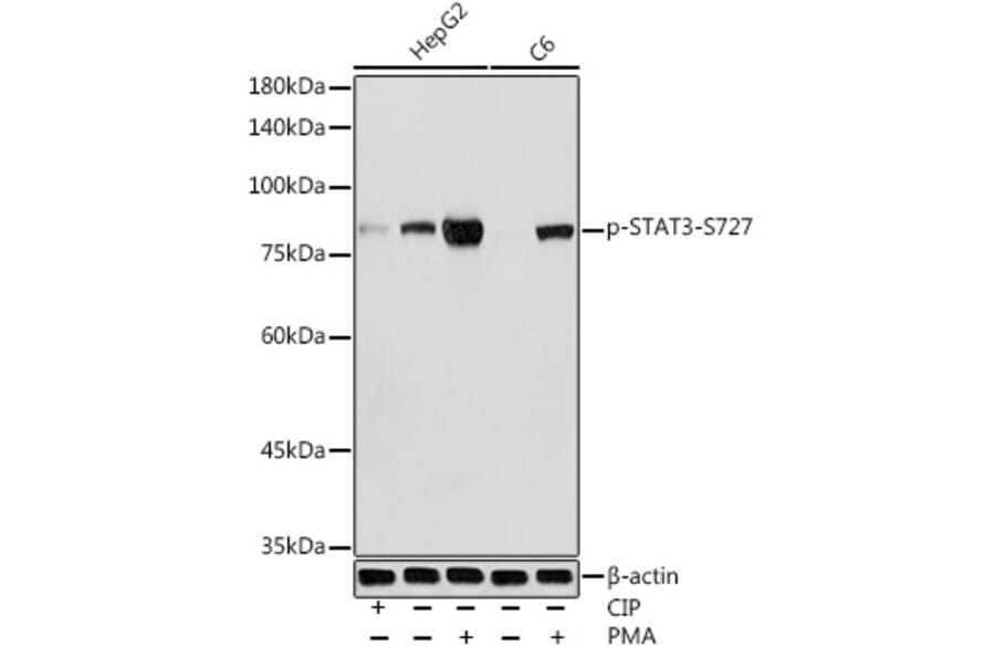 Western Blot - Anti-STAT3 (phospho Ser727) Antibody (A91363) - Antibodies.com
