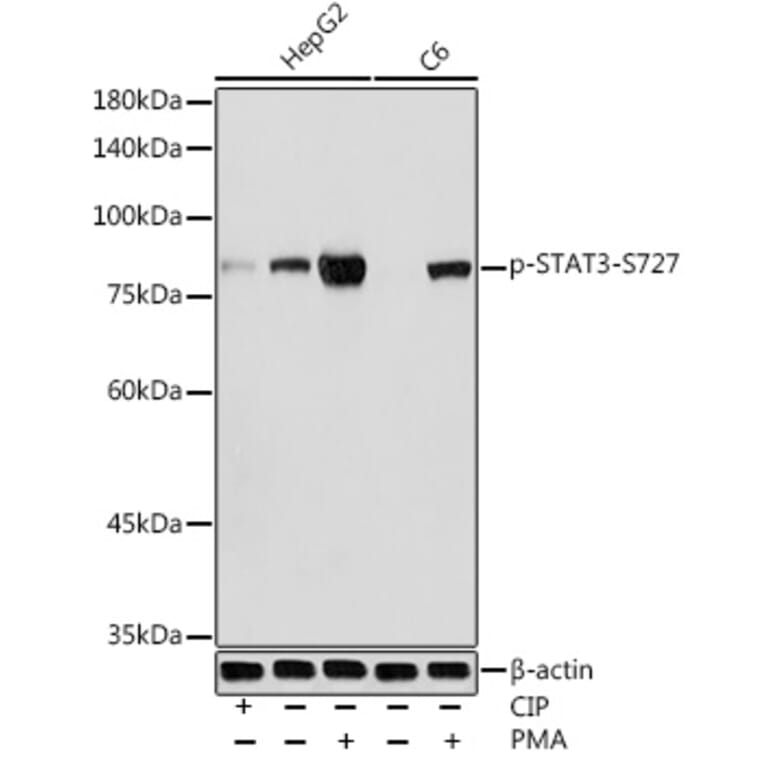 Western Blot - Anti-STAT3 (phospho Ser727) Antibody (A91363) - Antibodies.com