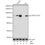 Western Blot - Anti-STAT3 (phospho Ser727) Antibody (A91363) - Antibodies.com