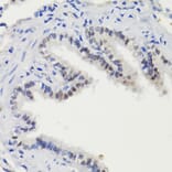 Immunohistochemistry - Anti-STAT3 (phospho Ser727) Antibody (A91363) - Antibodies.com