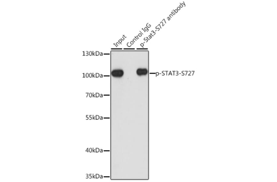 Western Blot - Anti-STAT3 (phospho Ser727) Antibody (A91363) - Antibodies.com