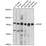 Western Blot - Anti-LENG8 Antibody (A91364) - Antibodies.com