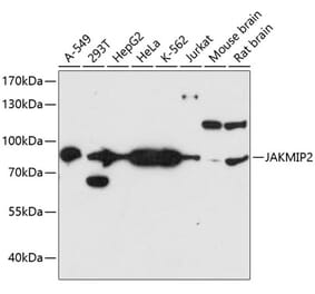 Western Blot - Anti-JAKMIP2 Antibody (A91367) - Antibodies.com