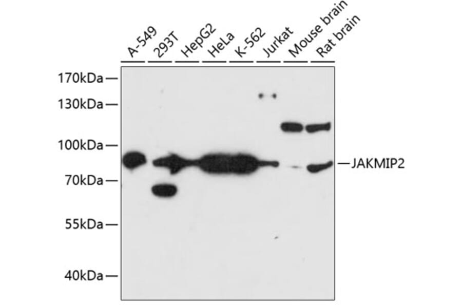 Western Blot - Anti-JAKMIP2 Antibody (A91367) - Antibodies.com