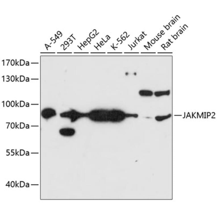 Western Blot - Anti-JAKMIP2 Antibody (A91367) - Antibodies.com