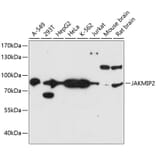 Western Blot - Anti-JAKMIP2 Antibody (A91367) - Antibodies.com