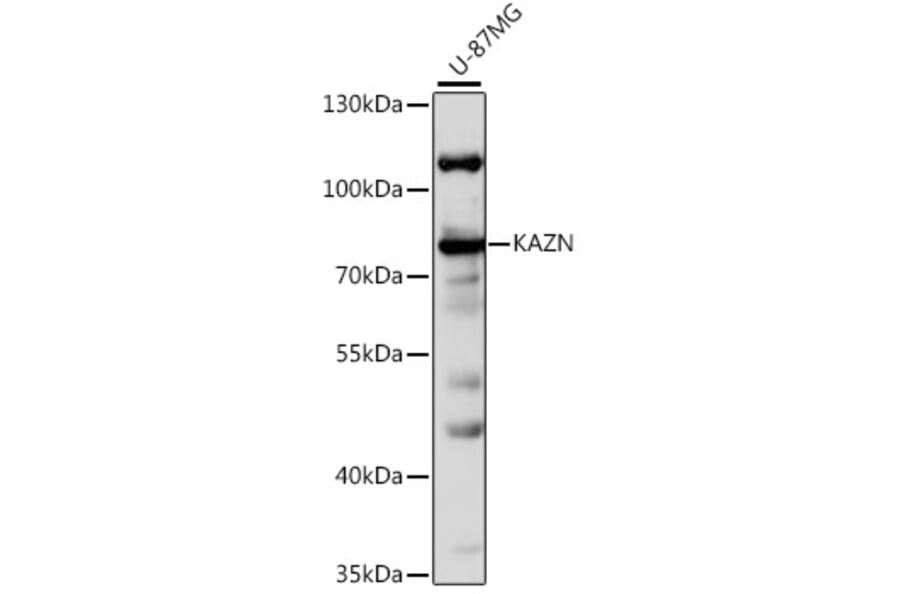 Western Blot - Anti-KAZN Antibody (A16028) - Antibodies.com