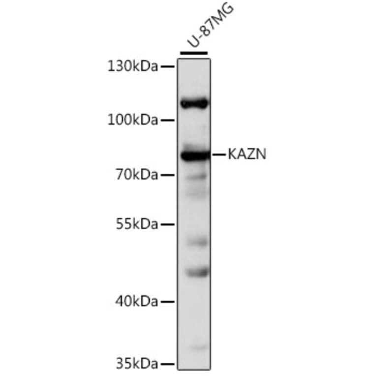 Western Blot - Anti-KAZN Antibody (A16028) - Antibodies.com