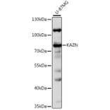Western Blot - Anti-KAZN Antibody (A16028) - Antibodies.com