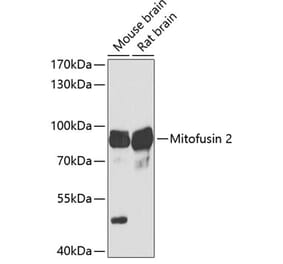 Western Blot - Anti-Mitofusin 2 Antibody (A91370) - Antibodies.com