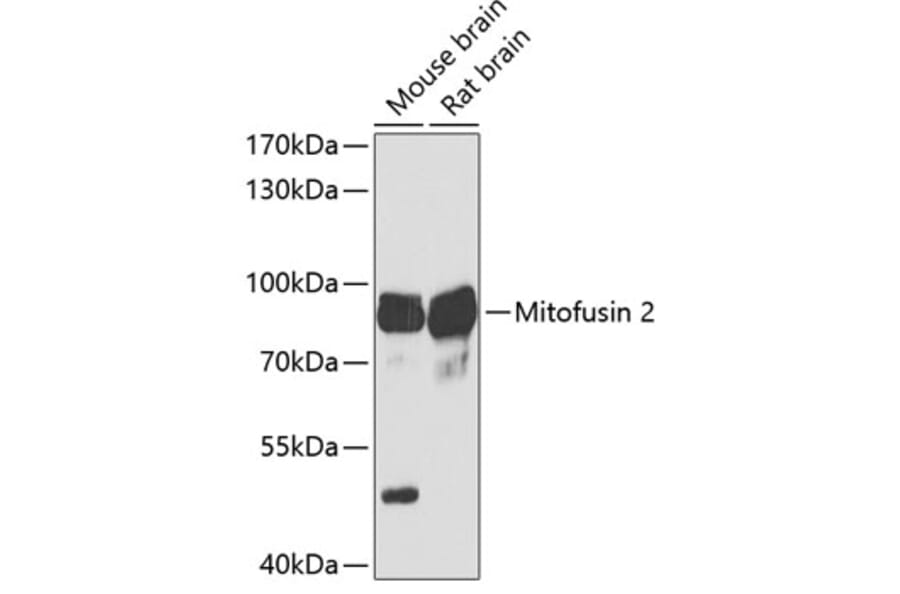 Western Blot - Anti-Mitofusin 2 Antibody (A91370) - Antibodies.com