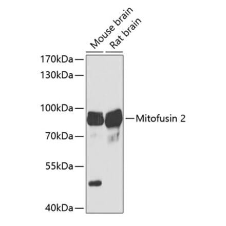 Western Blot - Anti-Mitofusin 2 Antibody (A91370) - Antibodies.com