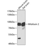 Western Blot - Anti-Mitofusin 2 Antibody (A91370) - Antibodies.com