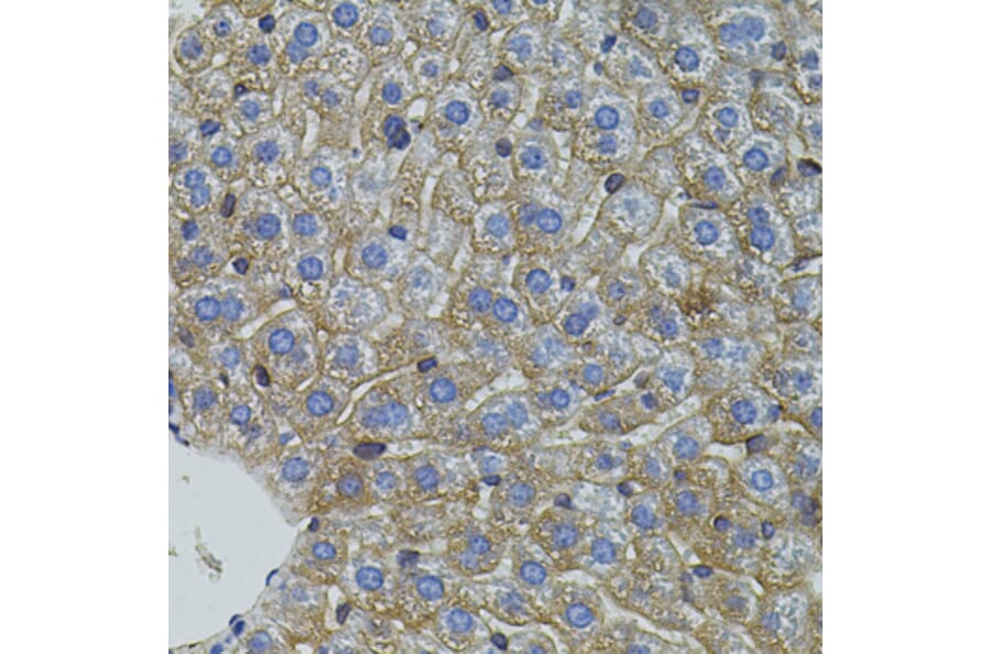 Immunohistochemistry - Anti-Mitofusin 2 Antibody (A91370) - Antibodies.com