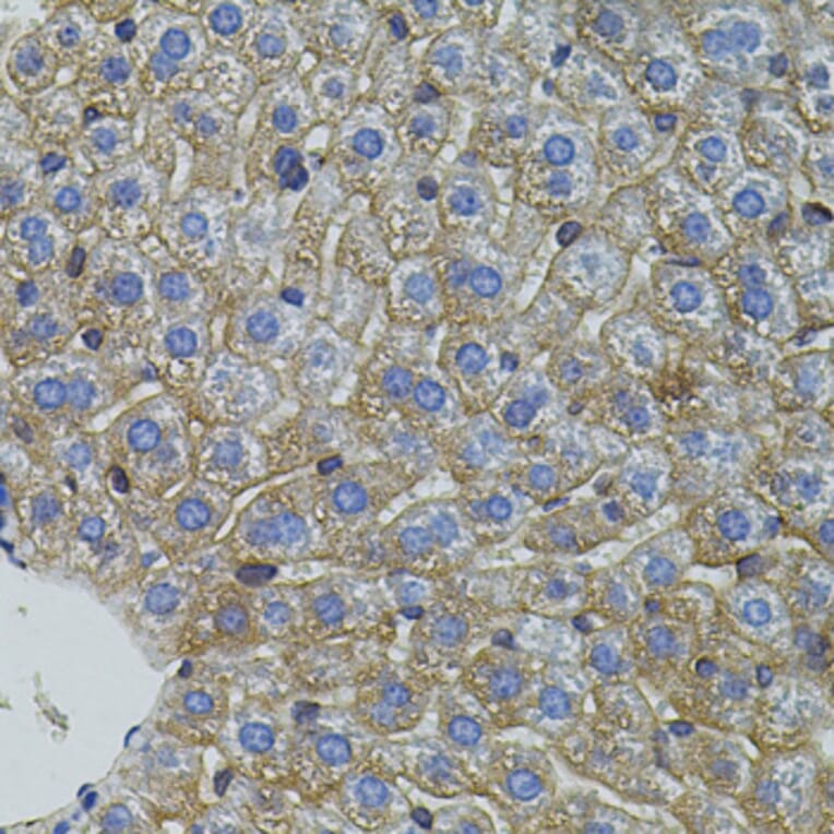 Immunohistochemistry - Anti-Mitofusin 2 Antibody (A91370) - Antibodies.com
