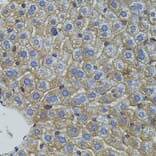 Immunohistochemistry - Anti-Mitofusin 2 Antibody (A91370) - Antibodies.com