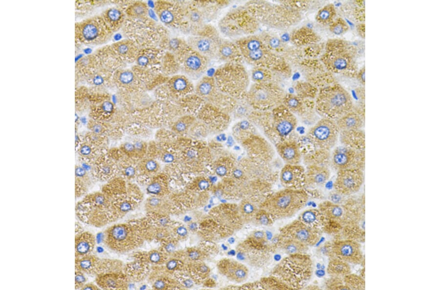 Immunohistochemistry - Anti-Mitofusin 2 Antibody (A91370) - Antibodies.com