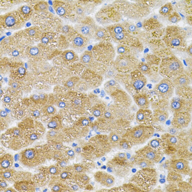 Immunohistochemistry - Anti-Mitofusin 2 Antibody (A91370) - Antibodies.com