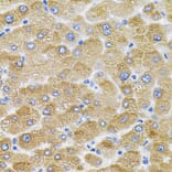 Immunohistochemistry - Anti-Mitofusin 2 Antibody (A91370) - Antibodies.com