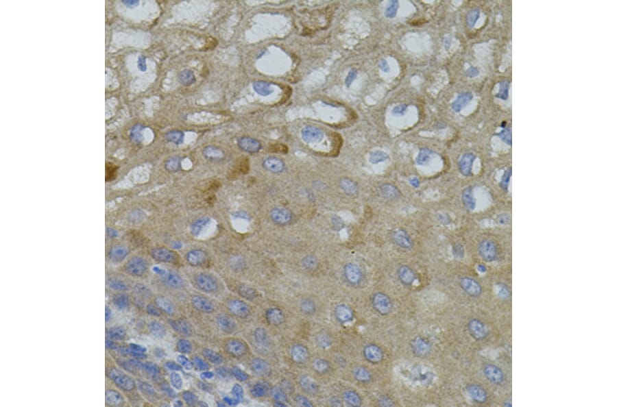 Immunohistochemistry - Anti-Mitofusin 2 Antibody (A91370) - Antibodies.com