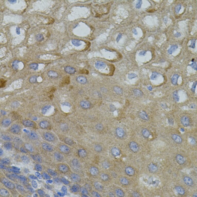 Immunohistochemistry - Anti-Mitofusin 2 Antibody (A91370) - Antibodies.com