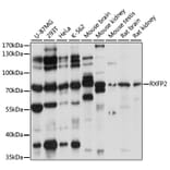 Western Blot - Anti-RXFP2 Antibody (A91371) - Antibodies.com