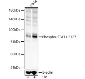 Western Blot - Anti-STAT1 (phospho Ser727) Antibody (A91373) - Antibodies.com