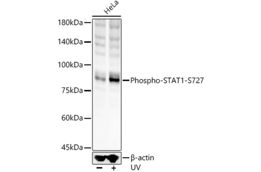 Western Blot - Anti-STAT1 (phospho Ser727) Antibody (A91373) - Antibodies.com