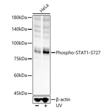 Western Blot - Anti-STAT1 (phospho Ser727) Antibody (A91373) - Antibodies.com