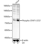 Western Blot - Anti-STAT1 (phospho Ser727) Antibody (A91373) - Antibodies.com