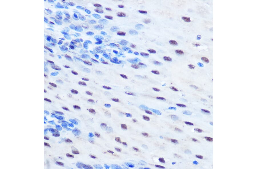 Immunohistochemistry - Anti-STAT1 (phospho Ser727) Antibody (A91373) - Antibodies.com
