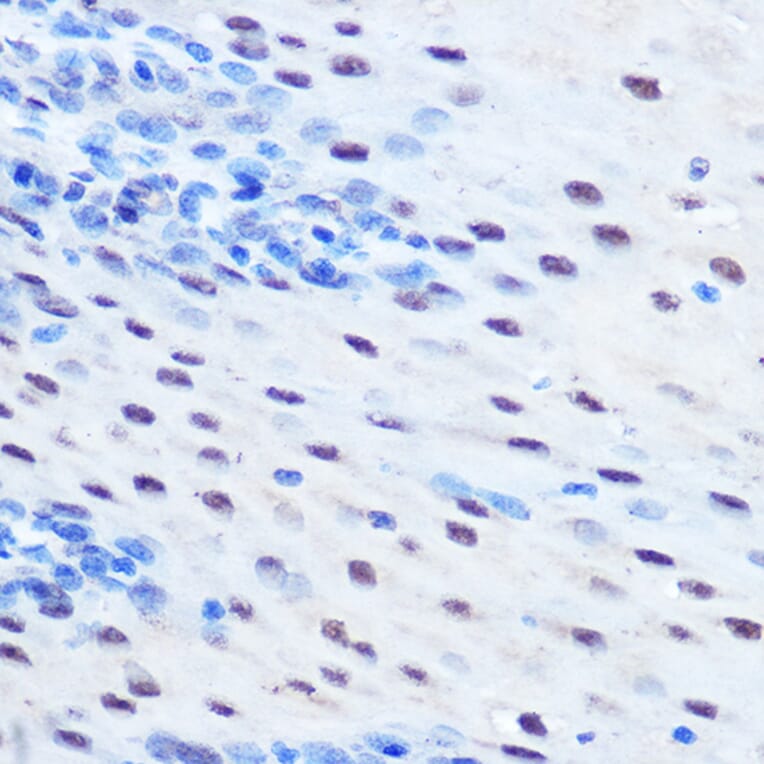 Immunohistochemistry - Anti-STAT1 (phospho Ser727) Antibody (A91373) - Antibodies.com