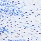 Immunohistochemistry - Anti-STAT1 (phospho Ser727) Antibody (A91373) - Antibodies.com