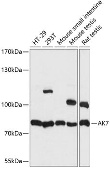 Western blot analysis of extracts of various cell lines, using Anti-AK7 Antibody (A14600) at 1:1,000 dilution.
Secondary antibody: Goat Anti-Rabbit IgG (H+L) (HRP) (AS014) at 1:10,000 dilution.
Lysates / proteins: 25µg per lane.
Blocking buffer: 3% non-fat dry milk in TBST.
Detection: ECL Basic Kit (RM00020).
Exposure time: 3s.