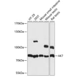 Western Blot - Anti-AK7 Antibody (A91374) - Antibodies.com