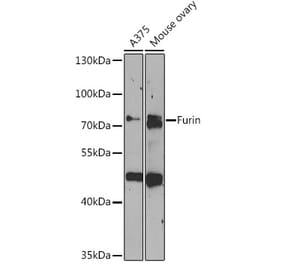 Western Blot - Anti-Furin Antibody (A91375) - Antibodies.com