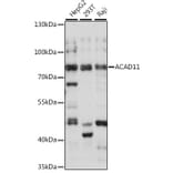 Western Blot - Anti-ACAD11 Antibody (A91376) - Antibodies.com