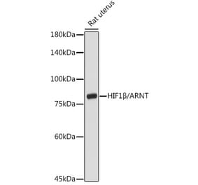 Western Blot - Anti-HIF1 beta Antibody (A91377) - Antibodies.com