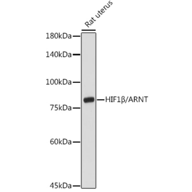Western Blot - Anti-HIF1 beta Antibody (A91377) - Antibodies.com