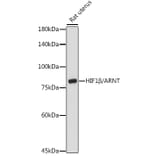 Western Blot - Anti-HIF1 beta Antibody (A91377) - Antibodies.com